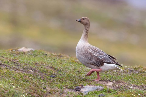 Pink-footed goose (Anser brachyrhynchus), Longyearbyen, Svalbard / Spitsbergen, Norway, Europe