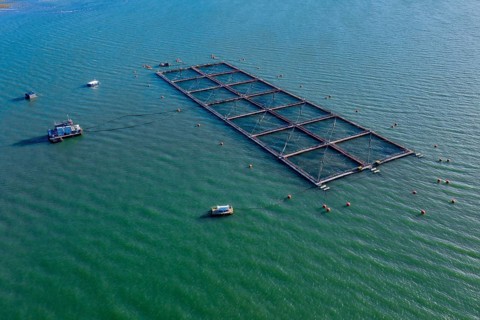 Aerial view of salmon farm in the Reloncavi fjord southeast of Puerto Montt, Chile, South America