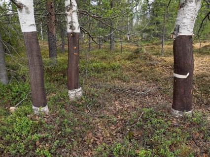 Hairy Birch (Betula pubescens) tree stems in forest, May, Finnish Lapland