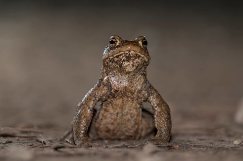 Common toad (Bufo bufo), single male, on the way to spawning waters, evening, toad migration,