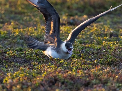 Arctic Skua (Stercorarius parasiticus), adult breeding bird feigning injury, broken wing act, to