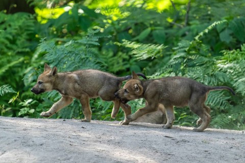 Two puppies running in the forest and happily exploring their surroundings, European gray wolf
