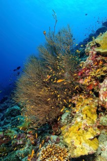 Black coral (Myriopathes myriophylla) Dried coral, horn coral, Pacific, Indian Ocean, Maldives,