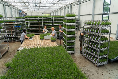 Horticultural business, lavender plants, in flower pots, outdoors, are packed to make them ready