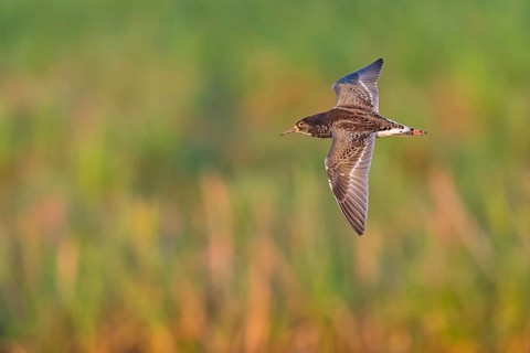Ruff (Philomachus pugnax), male, flight photo, Narew, Bialystok, Podlasie, Poland, Europe