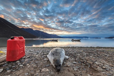 Seal killed by Inuit hunters lying on the shore of a fjord, mountains, Scoresby Sound, East