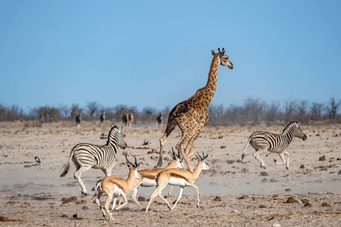Group of animals fleeing, running away in fright, springboks (Antidorcas marsupialis), plains