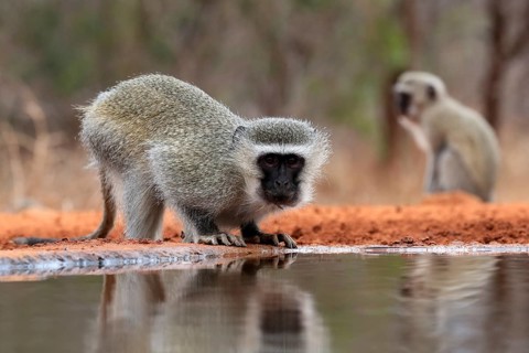Vervet Monkey (Chlorocebus pygerythrus), adult, drinking, at the water, Kruger National Park,
