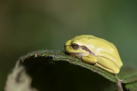 Tree frog (Hyla arborea), Lower Saxony, Germany, Europe
