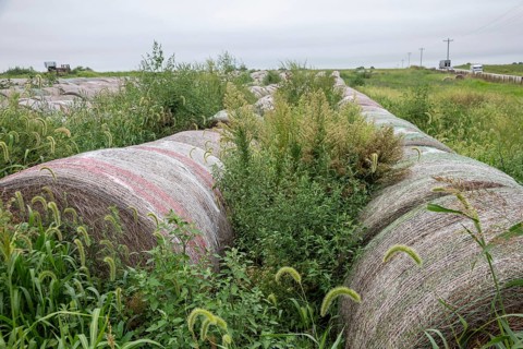 Tina, Missouri - Weeds growing among hay bales in a farm field.