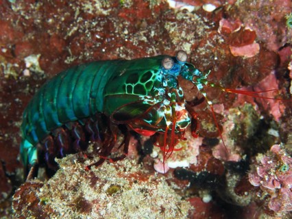 Green-red mantis shrimp, clown mantis shrimp (Odontodactylus scyllarus) in vivid colours, on coral