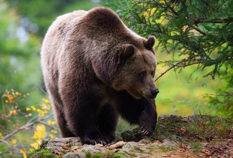 Brown bear (Ursus arctos) running over a rock, captive, Neuschönau enclosure, Bavarian Forest