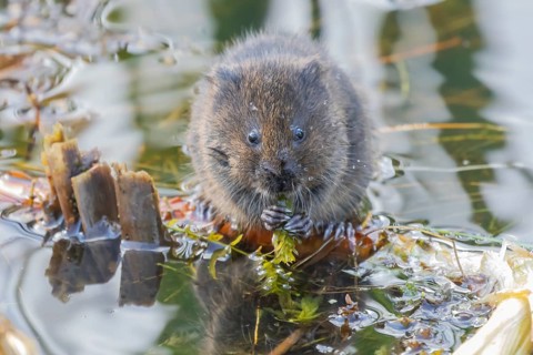 Water vole (Arvicola amphibius) adult animal eating pond weed in a lake in the summer, Suffolk,