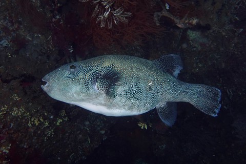 Fish with dark, patterned body, blue spotted pufferfish (Arothron caeruleopunctatus), pufferfish,