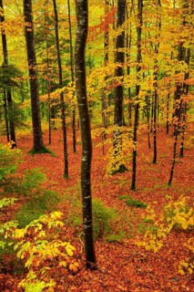 Wet beech forest in autumn on the Weissenstein, Swiss Jura in the canton of Solothurn, Switzerland,