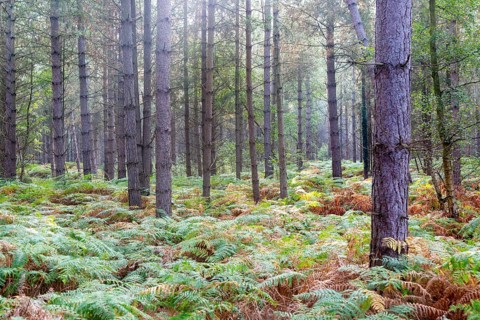 Coniferous trees and bracken growing in forest, Rendlesham Forest, Suffolk, England, UK