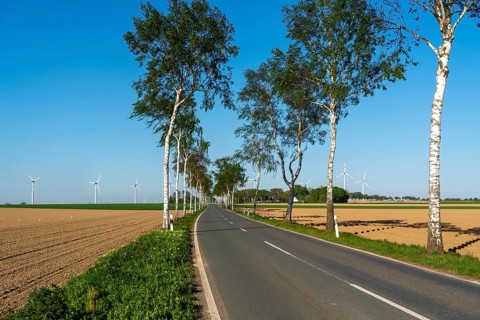 Birch avenue, country road, near the village of Katzem, Heinsberg district, wind farm, North