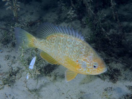 A pumpkinseed sunfish (Lepomis gibbosus), invasive species, swims across the sandy bottom