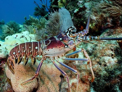 Close-up of a caribbean spiny crayfish (Panulirus argus) surrounded by corals in the reef. Dive