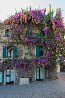 House facade with colourful Bougainville flowers, house, old town, architecture, city trip,