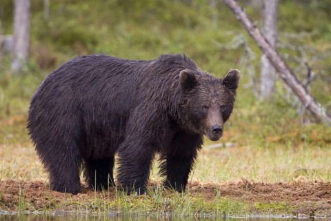 Brown bear, (Ursus arctos), male in a bog, Finland, Finland, Europe