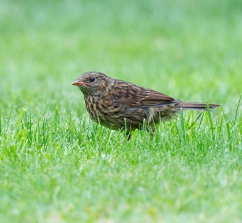 Dunnock (Prunella modularis), young bird foraging on a lawn, Lower Saxony, Germany, Europe