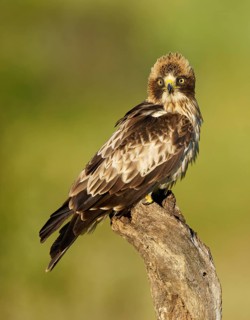 An attentive bird of prey with a piercing gaze sits on a branch in front of a natural background