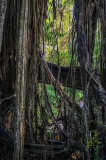 Bridge in the jungle, lianas in the jungle, Sacred monkey forest, Ubud, Bali, Indonesia, Asia