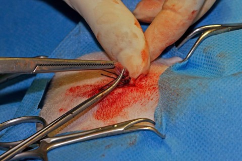 Vet, castration of a dog, male dog, suturing the wound after the operation