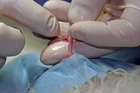 Castration of a tomcat, removal of the testicle, vet