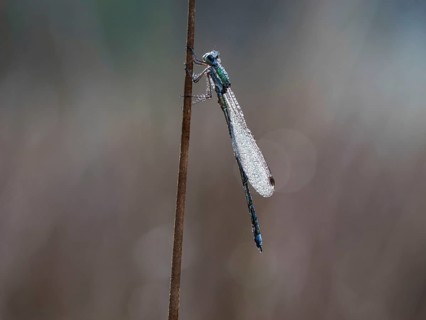 Emerald Damselfly (Lestes sponsa) sits on a rush stalk, the first rays of sunlight dry the wings,