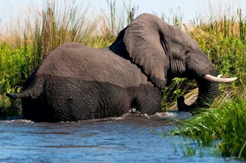 Elephant (Loxodonta africana), on the run, fear, danger, running, river, dangerous, wild animal,