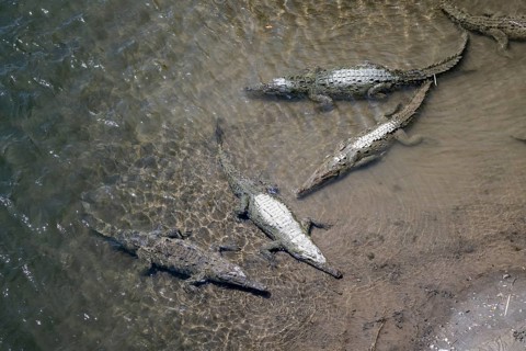American crocodile (Crocodylus acutus) swimming in the water, from above, Rio Tarcoles, Carara