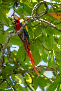 Scarlet macaws (Ara macao) in bengal almond (Terminalia catappa), Puntarenas province, Costa Rica,