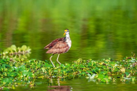 Yellow-fronted Jacana runs on aquatic plants, Tortuguero National Park, Costa Rica, Central America
