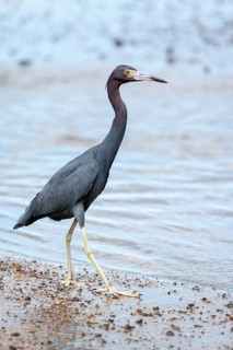 Little blue heron (Egretta caerulea), walking on the beach in the water, Corcovado National Park,
