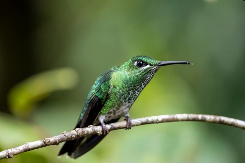 Green-crowned brilliant (Heliodoxa jacula), adult female sitting on a branch, Monteverde Cloud