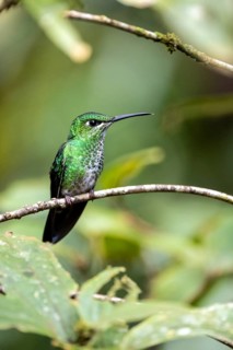 Green-crowned brilliant (Heliodoxa jacula), adult female sitting on a branch, Monteverde Cloud