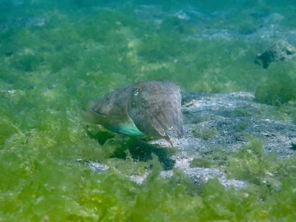 Cuttlefish, common cuttlefish (Acanthosepion aculeatum) moving across the algae-covered seabed,