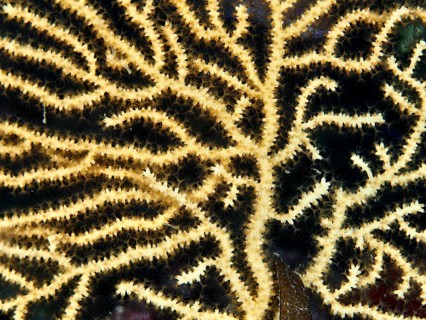 Close-up of yellowish gorgonian structure with fine branching, yellow gorgonian (Eunicella