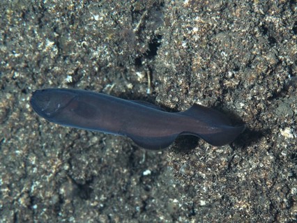 A juvenile conger eel (Conger conger) swims in a cave in front of a rock face in the Mediterranean