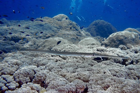 A slender fish, soft flutefish (Fistularia commersonii), moves across a vast coral landscape, dive