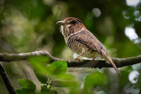 Bird, Short-legged Ground Roller, (Brachypteracias leptosomus) in the rainforest of Mantadia