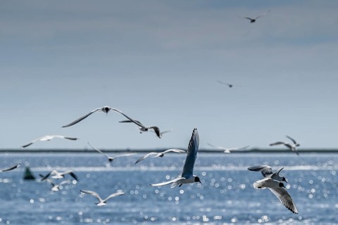 Seagulls in flight, in the background Hallig Hooge, North Frisia, Schleswig-Holstein, Germany,