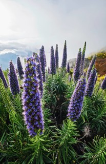 Madeira landscape with Pride of Madeira flowers and blooming Cytisus shrubs and mountains in clouds