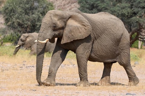 Desert elephants (Loxodonta africana) in the Huab dry river, Damaraland, Kunene region, Namibia,