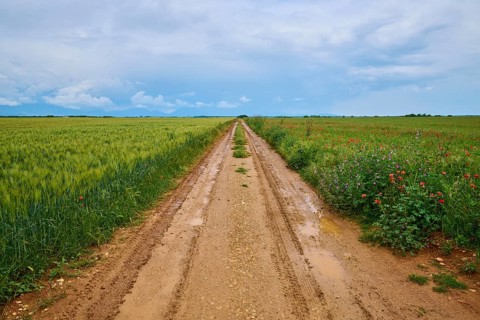 A rural country lane between green fields under a cloudy sky after a rain shower, summer,