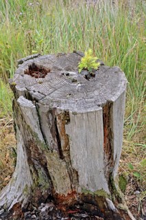 European spruce (Picea abies), sawn-off trunk, seedling growing on the cut surface, dead wood,