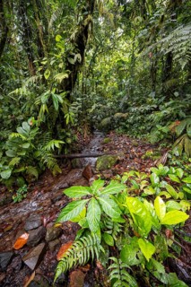 Small stream in the tropical rainforest, dense green vegetation, Laguna de Hule, Refugio Nacional