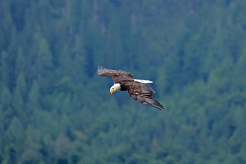 Bald eagle (Haliaeetus leucocephalus), flying, Hohenwerfen Castle, Salzburger Land, Austria, Europe